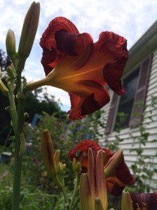 2015-07-19 17.15.17 HDR