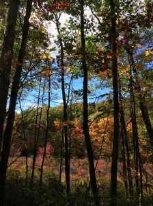 2015-10-16 13.34.08 HDR