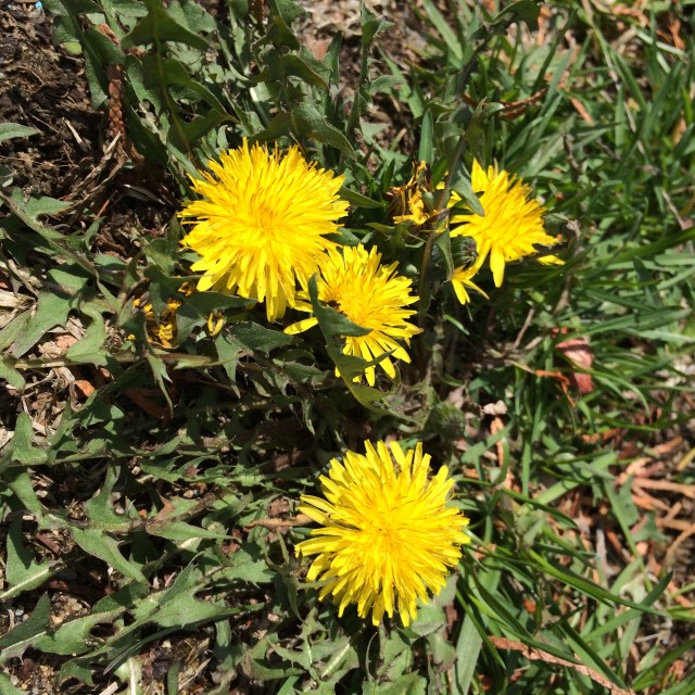 2016-04-08 14.20.42-2