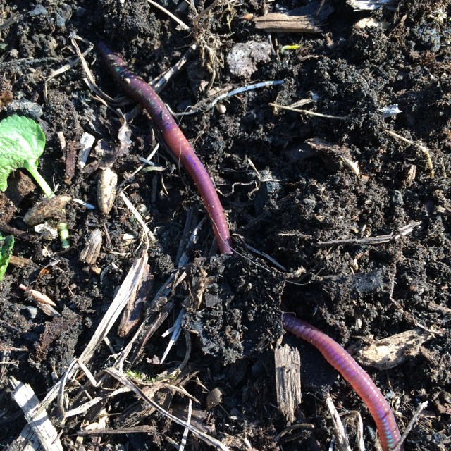 2016-04-14 09.08.48-1